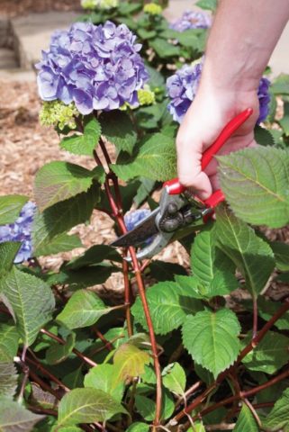 Hydrangea Eternal Summer: description, planting and care, winter hardiness, reviews