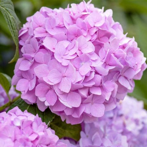 Hydrangea Eternal Summer: description, planting and care, winter hardiness, reviews