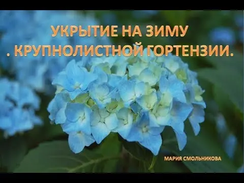 Hydrangea Eternal Summer: description, planting and care, winter hardiness, reviews