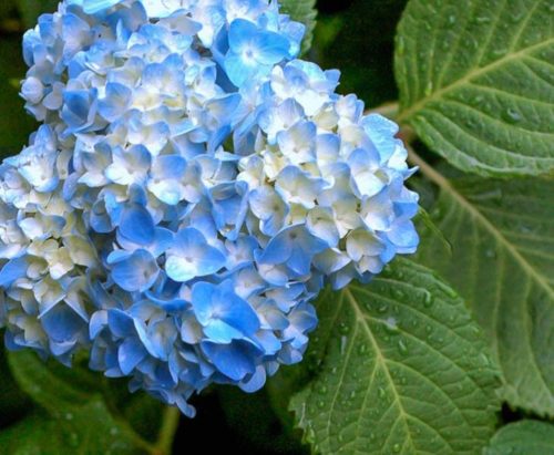 Hydrangea Eternal Summer: description, planting and care, winter hardiness, reviews