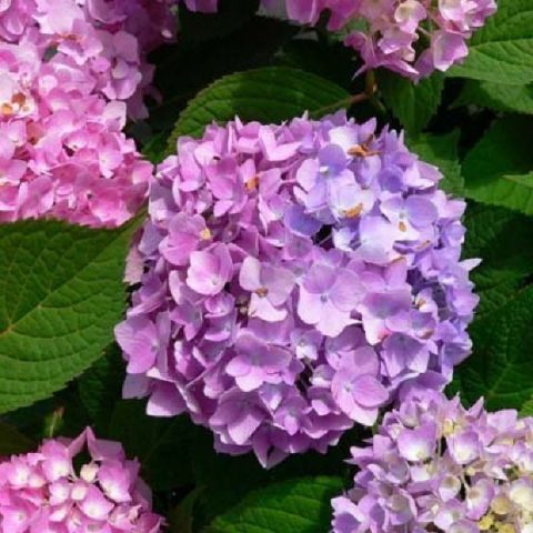 Hydrangea Eternal Summer: description, planting and care, winter hardiness, reviews