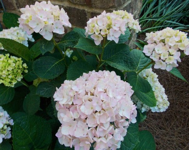 Hydrangea Eternal Summer: description, planting and care, winter hardiness, reviews