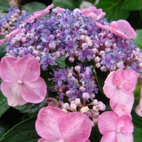 Hydrangea Eternal Summer: description, planting and care, winter hardiness, reviews