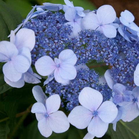 Hydrangea Eternal Summer: description, planting and care, winter hardiness, reviews