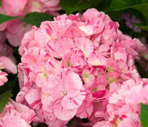 Hydrangea Eternal Summer: description, planting and care, winter hardiness, reviews