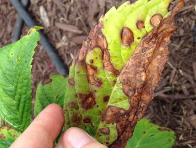 Hydrangea Hot Red: description, planting and care, reviews