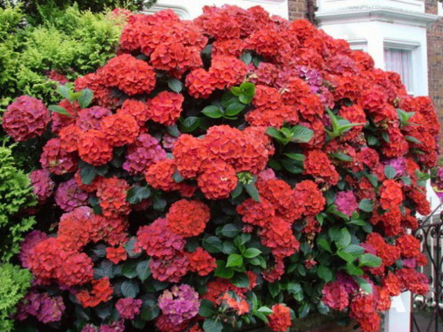 Hydrangea Hot Red: description, planting and care, reviews