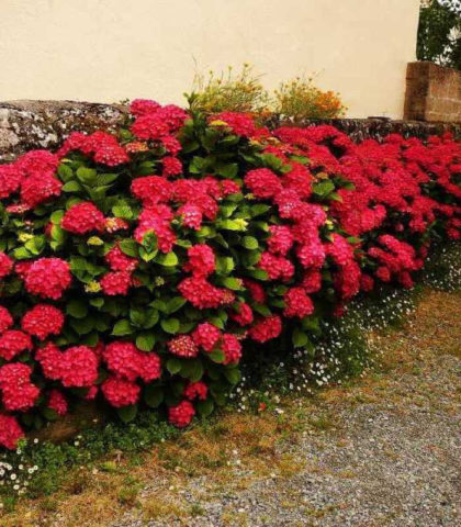 Hydrangea Hot Red: description, planting and care, reviews