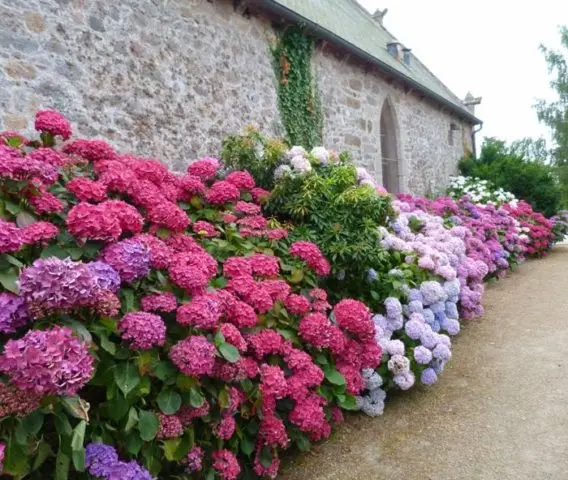 Hydrangea Hot Red: description, planting and care, reviews