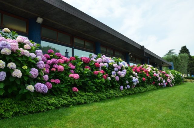 Hydrangea: how many blooms, what year after planting, photo