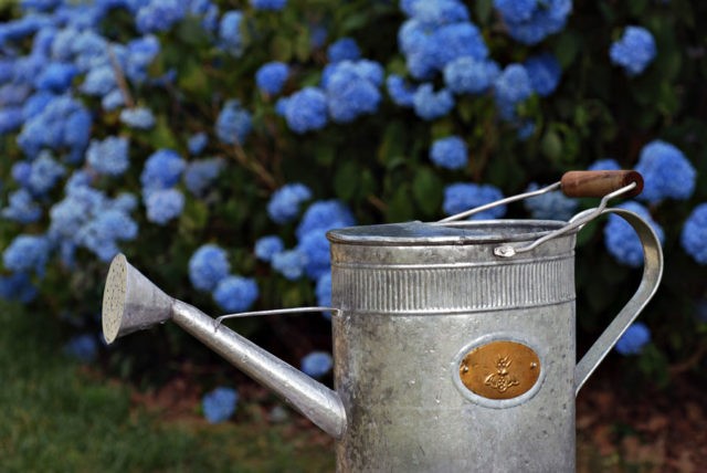 Hydrangea: how many blooms, what year after planting, photo