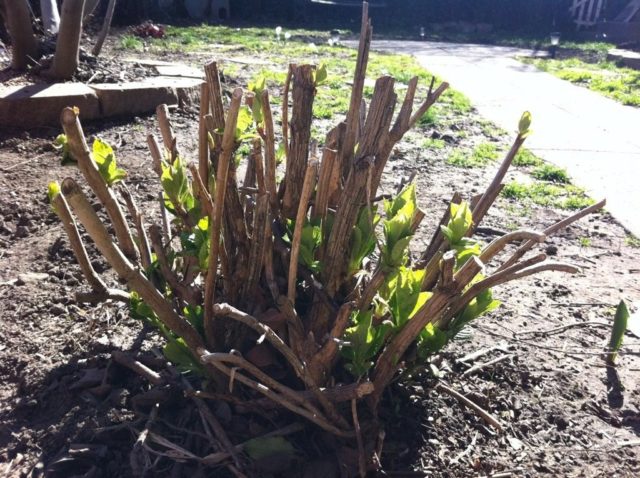 Hydrangea: how many blooms, what year after planting, photo