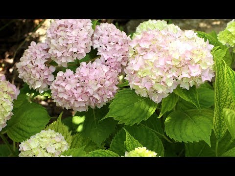 Hydrangea: how many blooms, what year after planting, photo