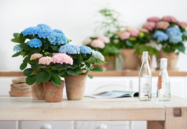 Hydrangea: how many blooms, what year after planting, photo