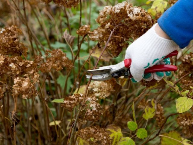 Hydrangea: how many blooms, what year after planting, photo