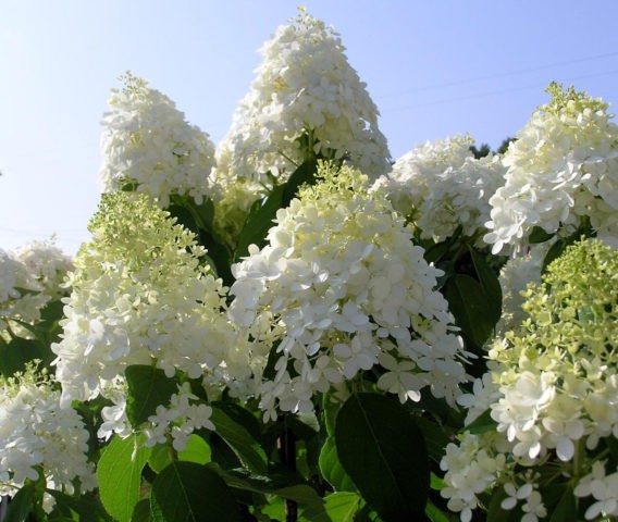 Hydrangea: how many blooms, what year after planting, photo