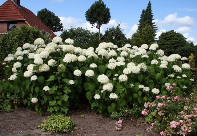 Hydrangea: how many blooms, what year after planting, photo