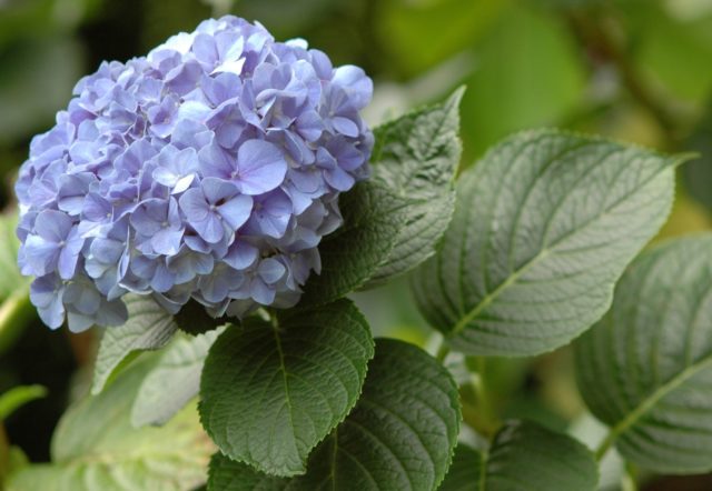 Hydrangea: how many blooms, what year after planting, photo