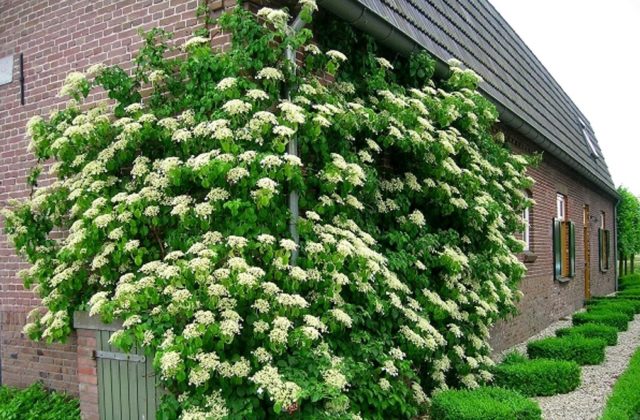 Hydrangea: how many blooms, what year after planting, photo