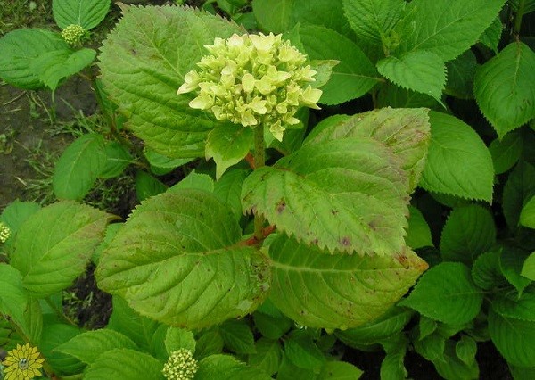 Hydrangea: how to fertilize in August, June and July