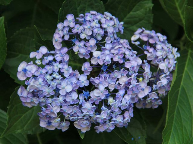 Hydrangea: how to make blue, what determines the color