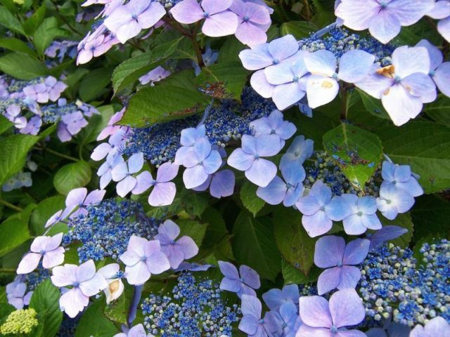 Hydrangea: how to make blue, what determines the color