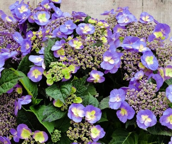 Hydrangea: how to make blue, what determines the color