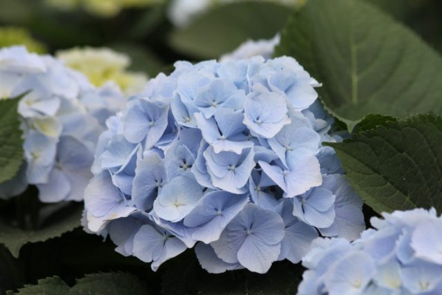 Hydrangea: how to make blue, what determines the color