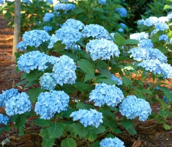 Hydrangea: how to make blue, what determines the color