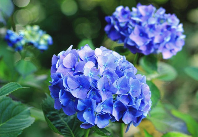 Hydrangea: how to make blue, what determines the color