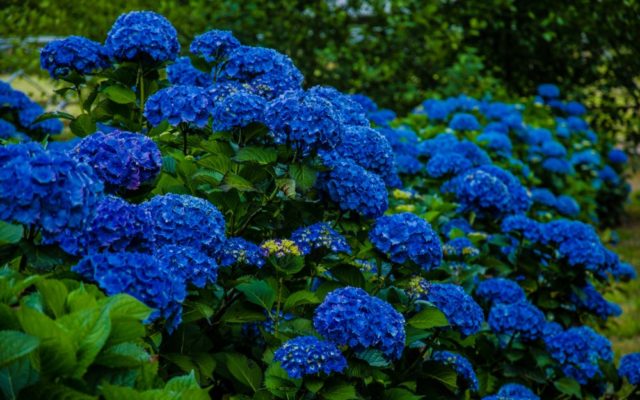 Hydrangea: how to make blue, what determines the color