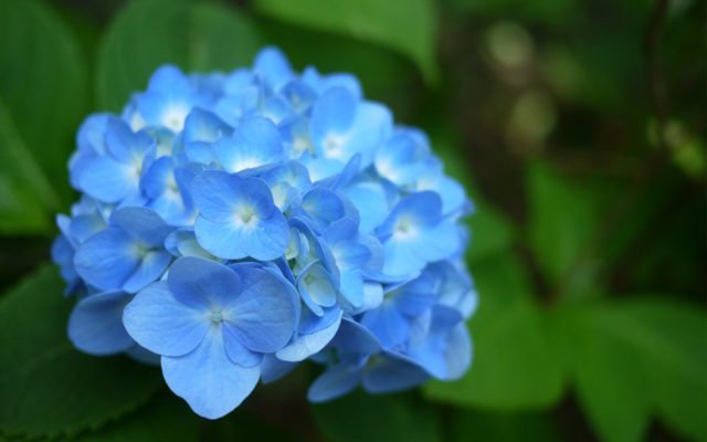 Hydrangea: how to make blue, what determines the color