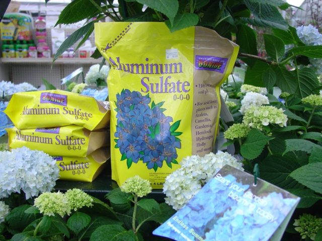 Hydrangea: how to make blue, what determines the color