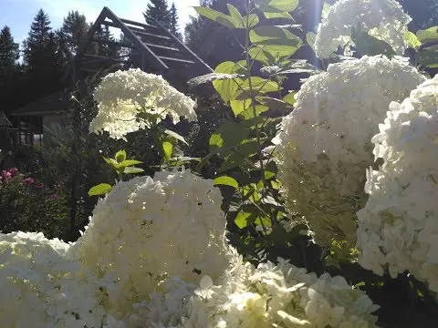 Hydrangea in the Leningrad region: planting and care, varieties for the North-West