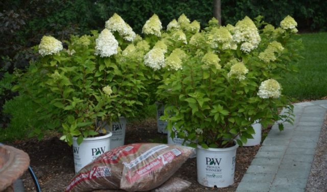 Hydrangea in the Urals: growing in the garden, the best varieties, reviews