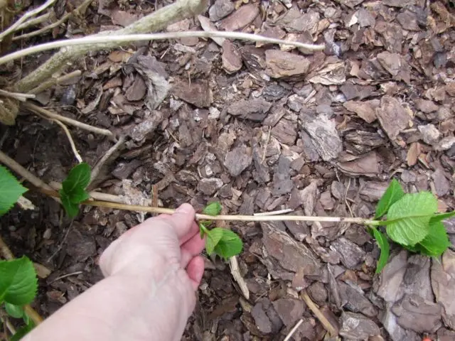 Hydrangea in the Urals: growing in the garden, the best varieties, reviews