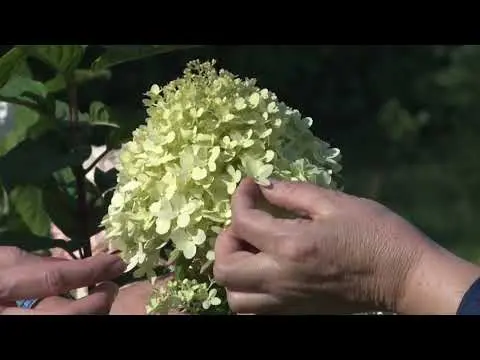 Hydrangea in the Urals: growing in the garden, the best varieties, reviews