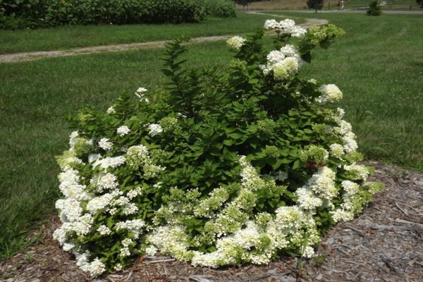 Hydrangea in the Urals: growing in the garden, the best varieties, reviews