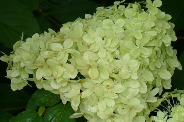 Hydrangea in the Urals: growing in the garden, the best varieties, reviews