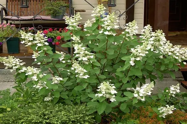 Hydrangea in the Urals: growing in the garden, the best varieties, reviews