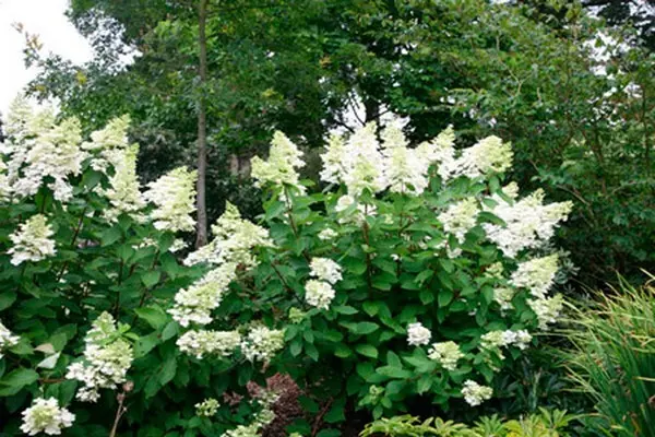 Hydrangea in the Urals: growing in the garden, the best varieties, reviews