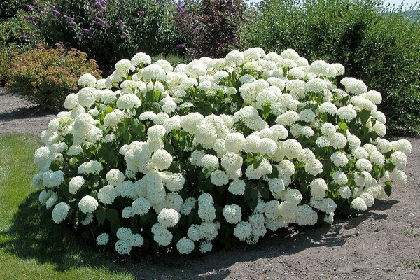 Hydrangea in the Urals: growing in the garden, the best varieties, reviews