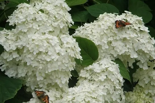 Hydrangea in the Urals: growing in the garden, the best varieties, reviews