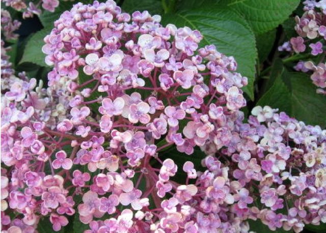 Hydrangea large-leaved Aisha: description, photo and reviews