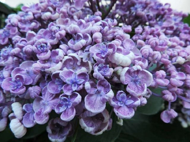 Hydrangea large-leaved Aisha: description, photo and reviews