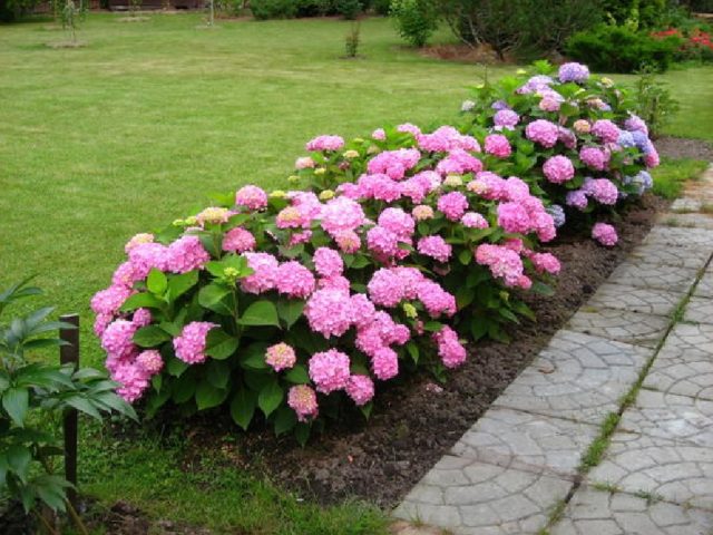 Hydrangea large-leaved Aisha: description, photo and reviews