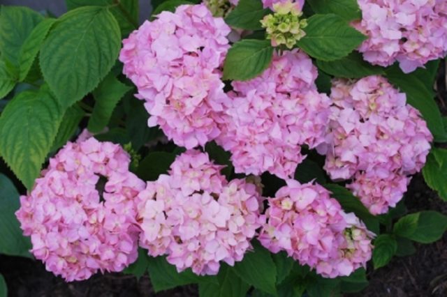 Hydrangea large-leaved Aisha: description, photo and reviews