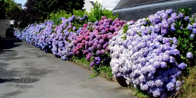 Hydrangea large-leaved Bouquet Rose: description, winter hardiness, photos and reviews