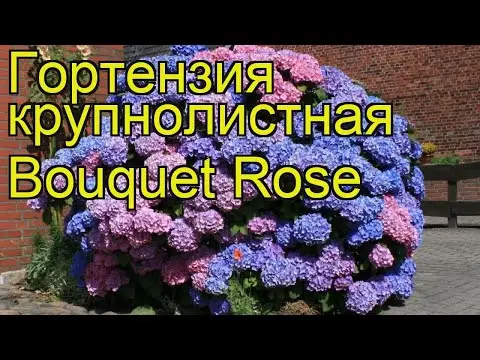 Hydrangea large-leaved Bouquet Rose: description, winter hardiness, photos and reviews