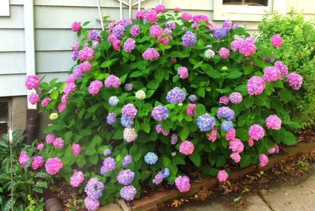 Hydrangea large-leaved Bouquet Rose: description, winter hardiness, photos and reviews